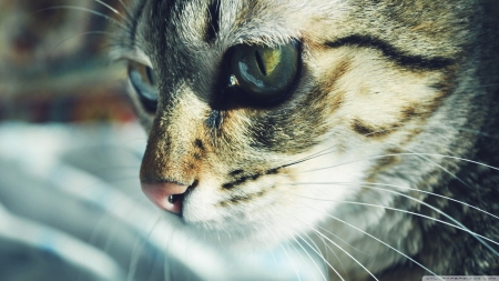 cat looking left - tabby, face, feline, cat