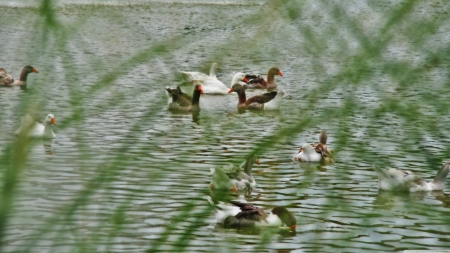 geese - water, bird, geese, grass