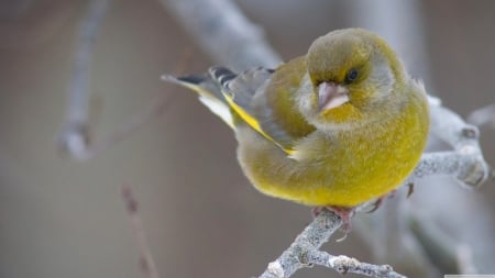 greenfinch - bird, finch, branch, green