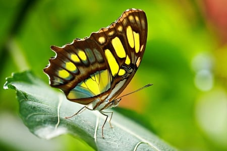 âœ¿âŠ±â€¢â•®B r i g h tâ•­â€¢âŠ°âœ¿ - animals, photography, lovely, creative pre-made, bright, love four seasons, pretty, digital art, beautiful, colors, butterfly designs, lovely still life, butterflies