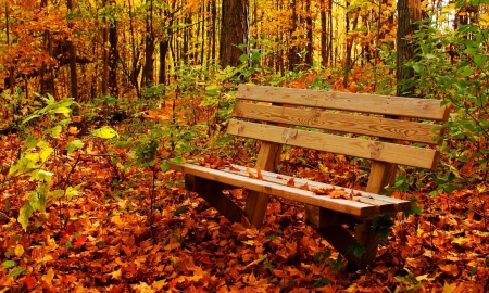 Forest - autumn - leaves, bench, autumn, forest