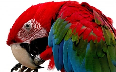 Colourful parrot - Macaw - bird, colourful, macaw, parrot