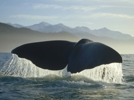 whale - tail, ocean, mountain, whale