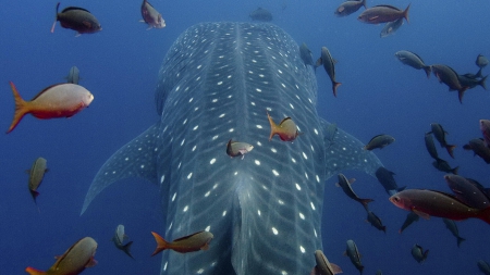 whale shark - whale, shark, ocean, fish