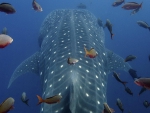 whale shark