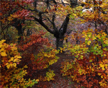 Autumn - colors, fall, amazing, trees