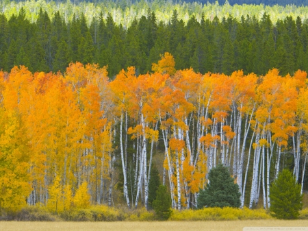 Grand Teton National Park - nature, forest, national park, fall season