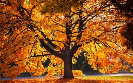 Beautiful Autumn Tree - nature, autumn, golden, trees