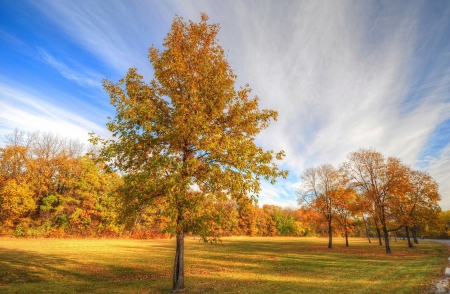 Autumn Landscape - hdr - nature, autumn, trees, golden, landscapes