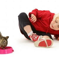 Girl feeding a tabby kitten