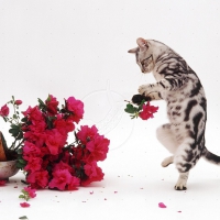 tabby kitten playing with a flowers