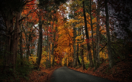 Autumn Road - roads, nature, autumn, forests