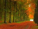 Fallen Leaves on Autumn Road