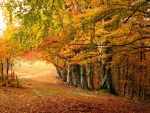 Trees in Autumn Park