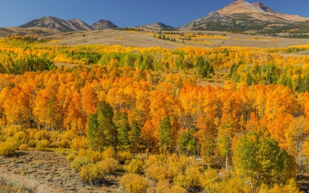 * Autumn forest * - fall, trees, nature, autumn, forest