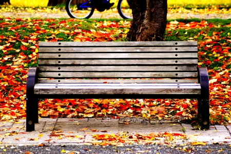 TAKE your SEAT,Please! - bench, park, leaves, autumn