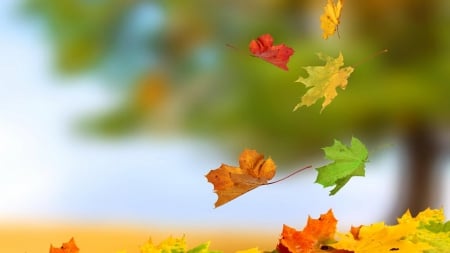 Falling Autumn Leaves - colorful, falling, Autumn, Fall, leaves