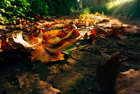 Leaves - fall, sunset, nature, autumn, autumn splendor, forest, woods, leaves