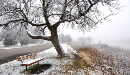 * Winter * - snow, trees, winter, nature