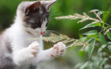 Kitten - white, animal, kitten, green, paws, cat