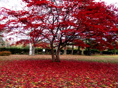 RED AUTUMN - tree, park, leaves, autumn