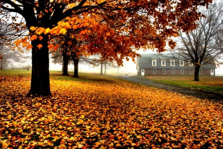 AUTUMN MIST - autumn, building, leaves, field, tree, house, mist