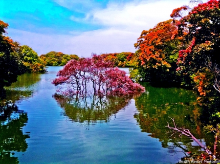 AUTUMN  RIVER - autumn, hdr, trees, river