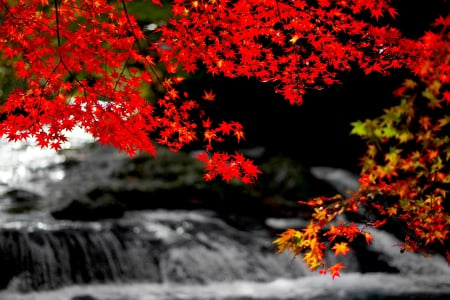 MAPLE BRANCH - nature, maple, branch, river, tree