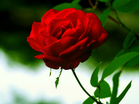 RED ROSE