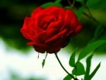 RED ROSE