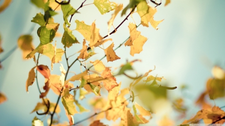 Yellowed autumn leaves - twigs, abstract, close-up, branch, yellow, photography, HD, leaves, tree, fall, nature, autumn, macro, seasons, leaf, wallpaper