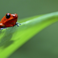 Strawberry Poison Dart Frog