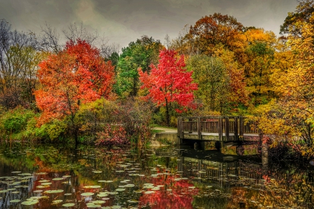 * Autumn * - fall, trees, nature, autumn