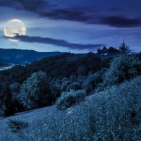 Forest Mountain At Night