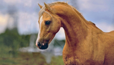 Palomino Horsehead 1 - wide screen, equine, photography, head shot, horse, animal, palomino, photo, head