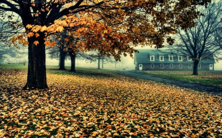 Autumn Landscape - nature, autumn, trees, landscapes