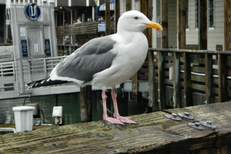 California Blood Gull  - gull, wide screen, wildlife, animal, bird, photo, avian, photography