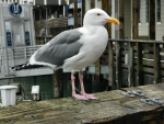 California Blood Gull 