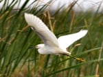 Snowy Egret in the Tullies 