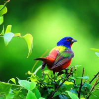 Beautiful Bird