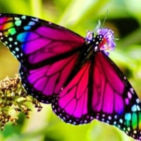 Butterfly on the Flowers