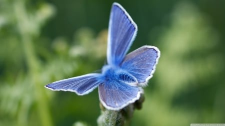 blue butterfly - butterfly, insect, green, blue