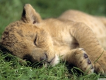 lion cub sleeping