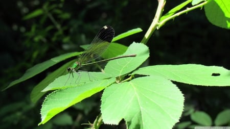 dragonfly - leaf, insect, green, dragonfly