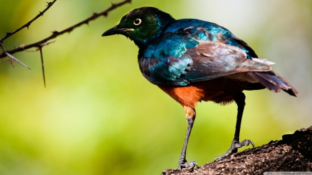 starling - twig, bird, starling, branch