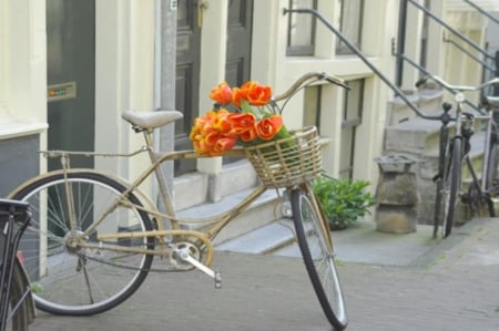 :) - flowers, tulips, bicycle, orange