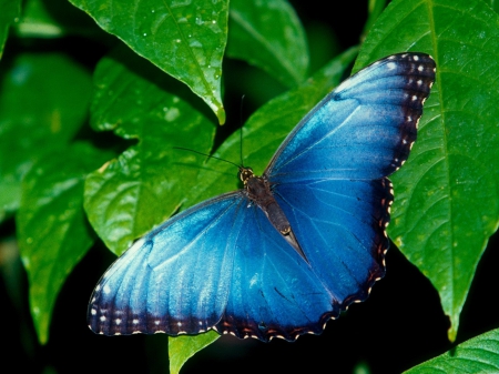 Blue butterfly - butterfly, leaf, blue, green