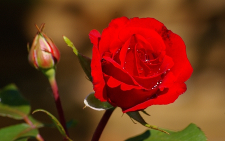 Red Rose - rose, leaf, red, green