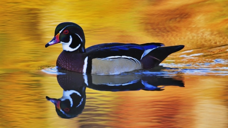 Lake duck water - duck, colorful, lake, water