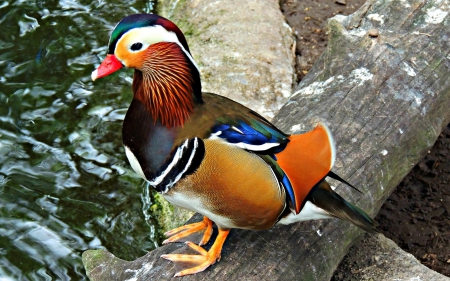 multi_colored_duck - multi, color, duck, beautiful